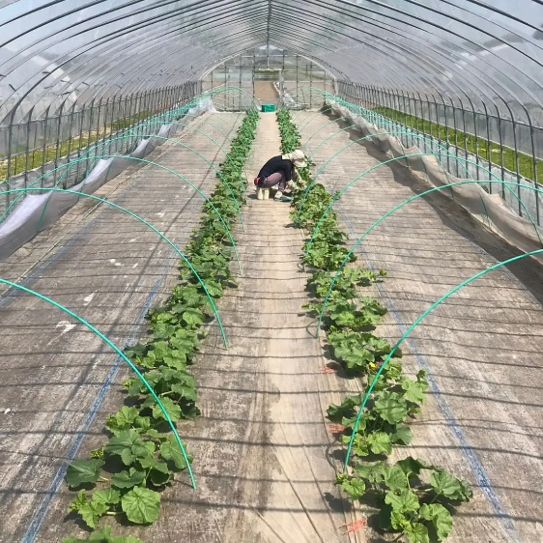 【2027年度産 先行予約】北海道栗山町産 幻のメロン 2玉