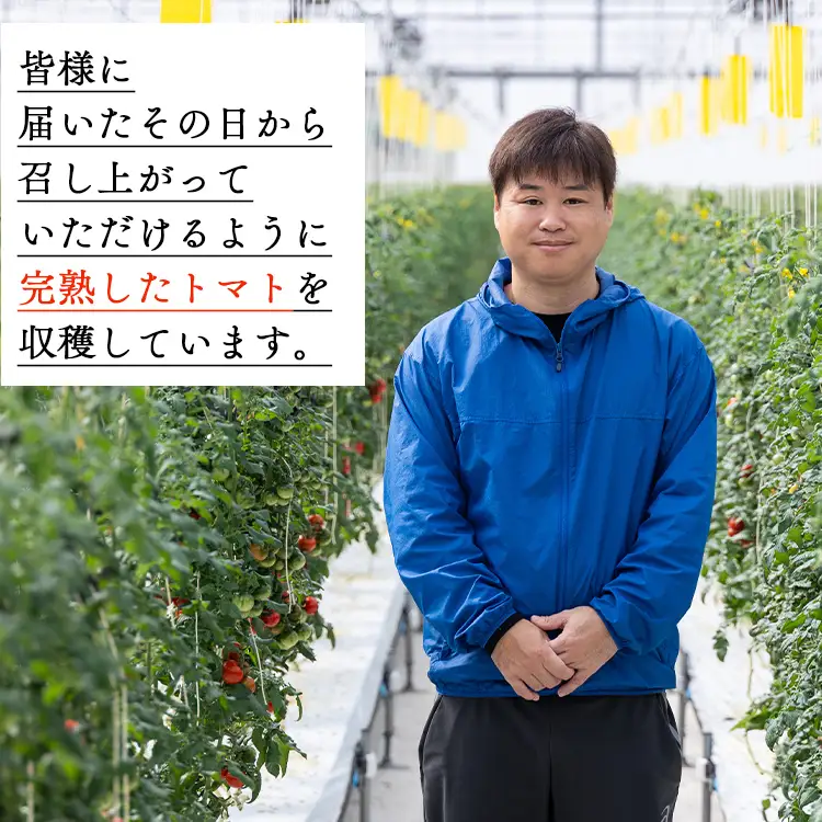 【2026年12月以降順次配送分】フルーツトマト 3kg トマト kr-0086
