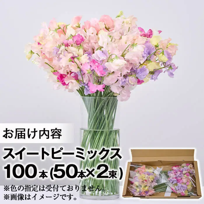 ＜先行予約受付中！2026年12月中旬から順次発送予定＞門川町産スイートピーミックス(計100本・50本×2束) 花  ギフト 【AL-1】【安田農園】 