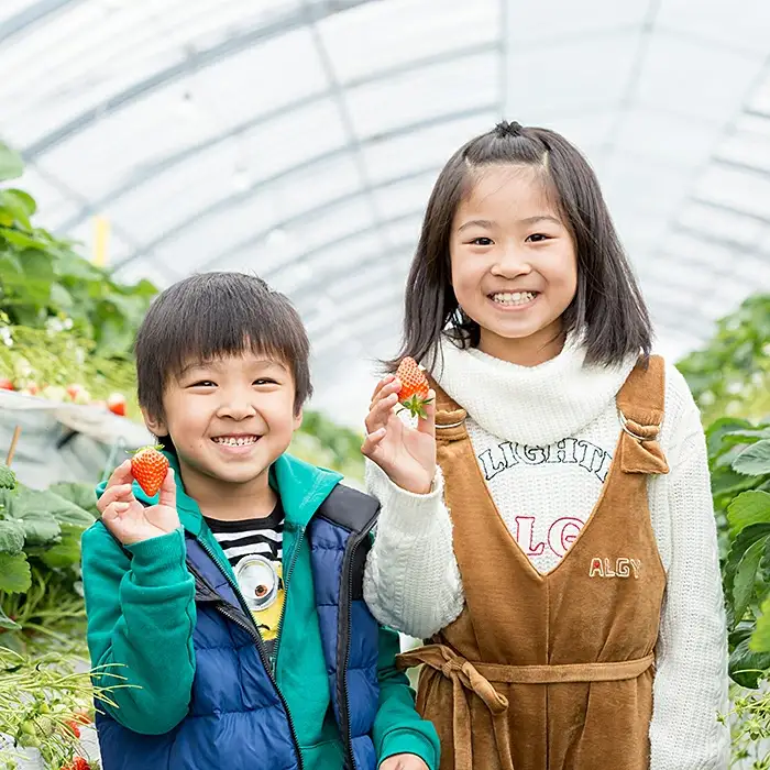【定期便3回】佐賀県産 ３種いちご食べ比べ【2027年1～3月発送】苺 イチゴ：B395-007