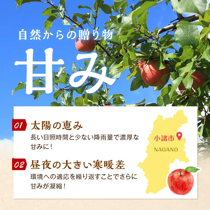 りんご サンふじ 小玉 約10kg 林檎 リンゴ