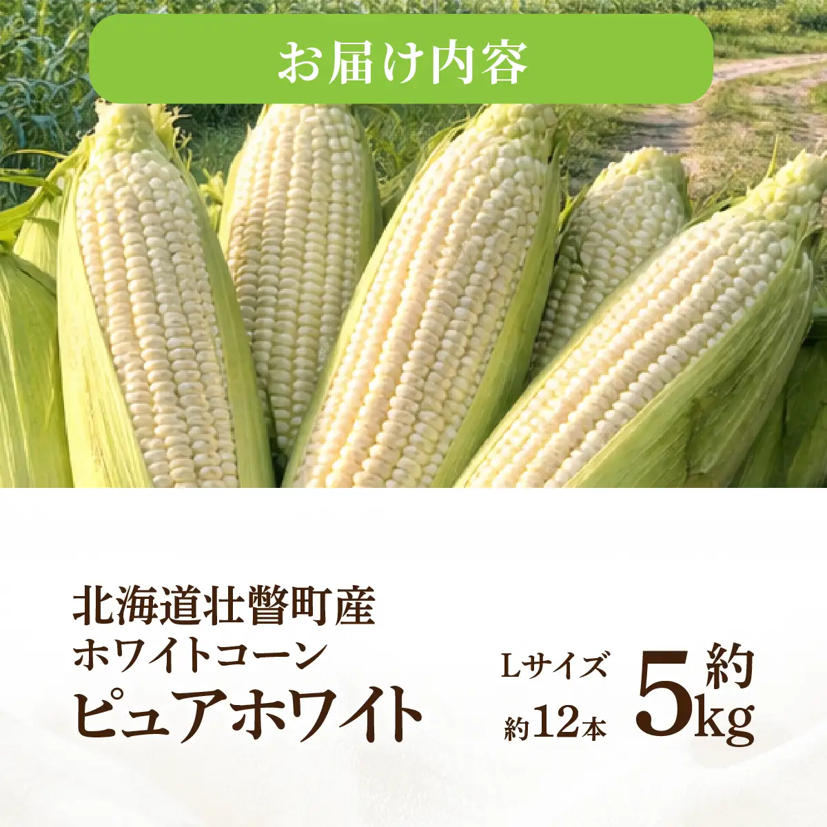 ＜2026年8月中旬よりお届け＞【朝採り】北海道壮瞥町 ホワイトコーン「ピュアホワイト」Lサイズ以上12本(約5kg) SBTQ003