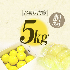 【先行予約】訳あり 土佐文旦 5kg 高知県産 【文旦】