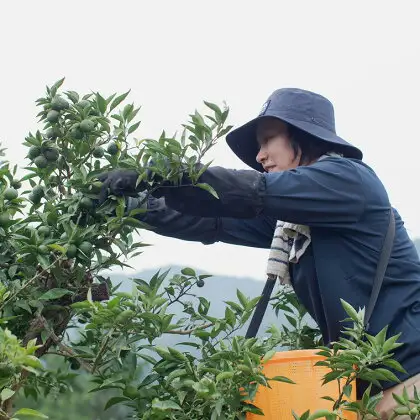 「山神果樹薬草園」すだちのハンドケアセット　