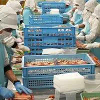 ボイル たらばがに 1kg 親切カット かに _AP018