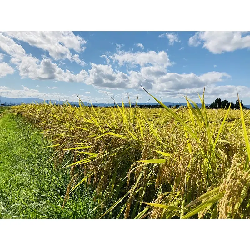 【定期発送】米食味鑑定士厳選 新庄産 はえぬき（精米）5kg【全6回】 米 お米 おこめ 山形県 新庄市 F3S-2950