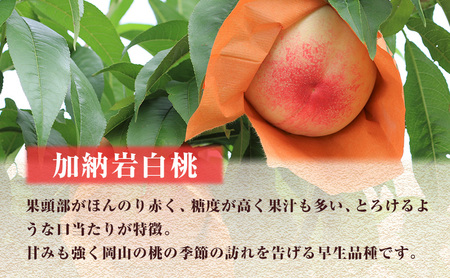 2027年 先行予約】 桃 岡山県産 加納岩 白桃 約1.5kg（5～7玉） 《2027