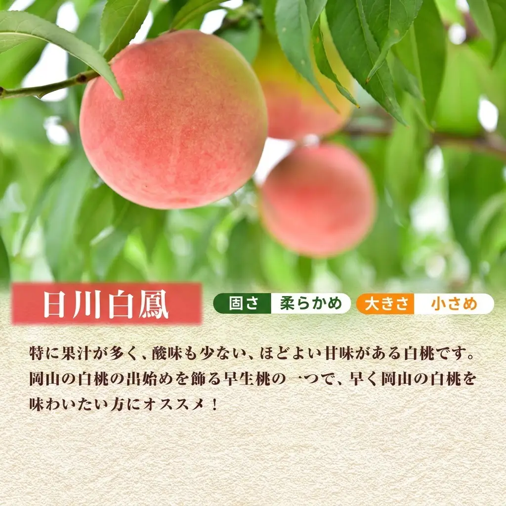 【 2027年 先行予約】 桃 岡山県産 日川 白鳳 （白桃） 約1.5kg（5～7玉） 《2027年6月下旬-7月上旬頃出荷》  白桃 岡山 スイーツ フルーツ 果物 先行予約 数量限定 期間限定 岡山 里庄町 