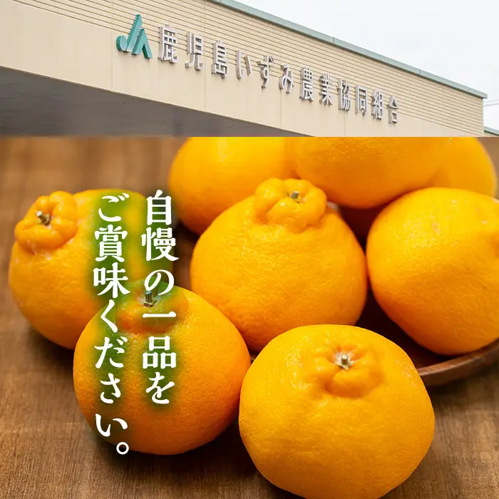 ＜先行予約受付中！2027年3月上旬以降順次発送予定＞ 鹿児島県産！露地 デコポン (約5kg・15～24玉) 果物 冬 春 柑橘 みかん 蜜柑 フルーツ 期間限定 数量限定 【鹿児島いずみ農業協同組合】akn018-10