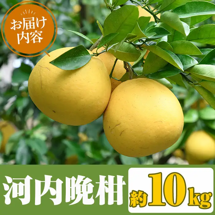 ＜先行予約受付中！2027年3月中旬以降順次発送予定＞まなべみかん園の河内晩柑(約10kg) 国産 鹿児島県産 阿久根市産 柑橘類 かんきつ 晩柑 果物 フルーツ 期間限定 数量限定 デザート かわちばんかん 10kg 贈答用 ギフト【有限会社まなべみかん園】akn034-04