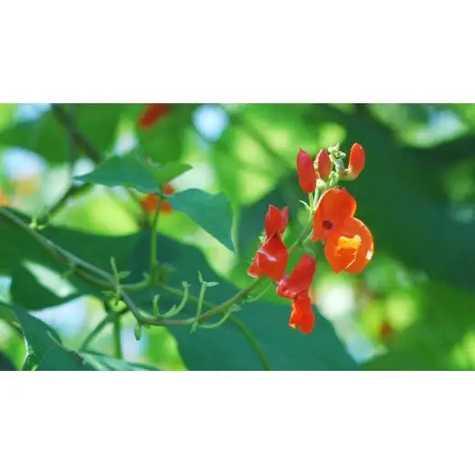 嬬恋村 浅間高原特産【 大粒 】花豆 甘露煮 3袋 数量限定 [AI003tu]