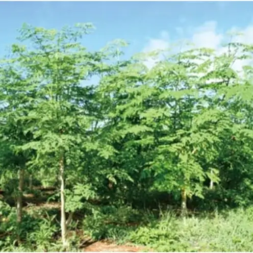 奇跡の植物＜モリンガ＞タブレット（2個セット） ☆ 読谷村産 沖縄 お手軽 持ち運び便利 栄養満点 スーパーフード