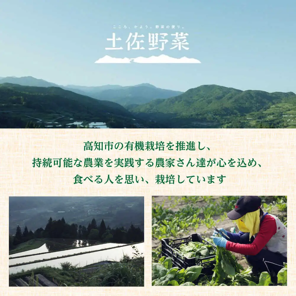 土佐の太陽をいっぱいに浴びた旬の野菜生姜約100gのセット「小」【土佐野菜】 [ATBA003]スピード 最短 最速 発送 春 春野菜 旬野菜 野菜詰め合わせ