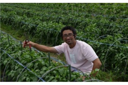 力丸さんのこだわりカラフル野菜　【11218-0182】