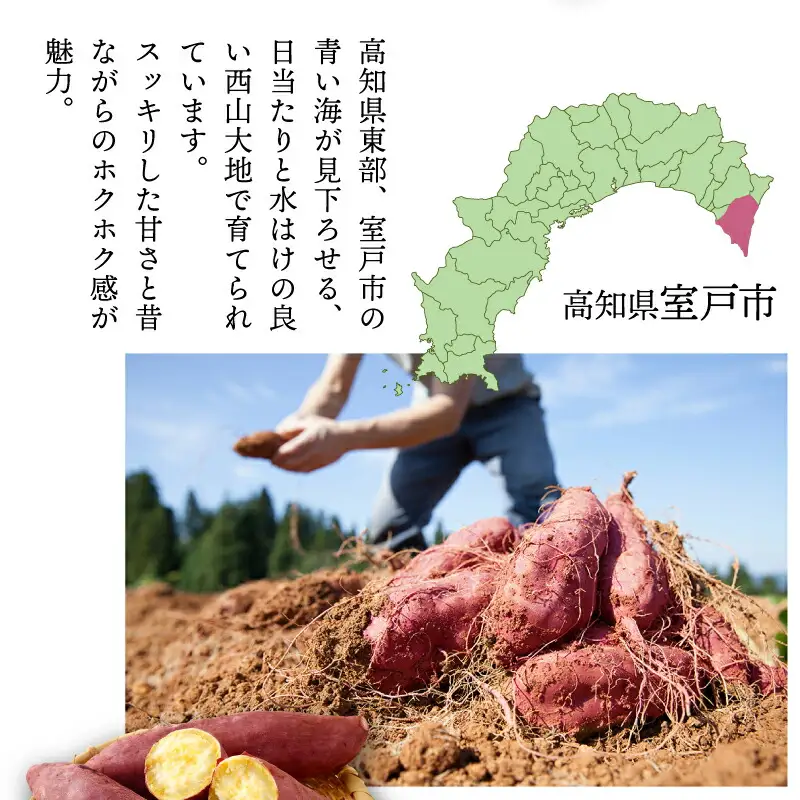 さつまいも 3月お届け 西山きんとき芋 サツマイモ 訳あり 10kg