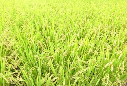 ヒノヒカリ 5kg 白米