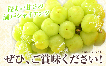 たたらみねらる 瀬戸ジャイアンツ 約650g　ぶどう