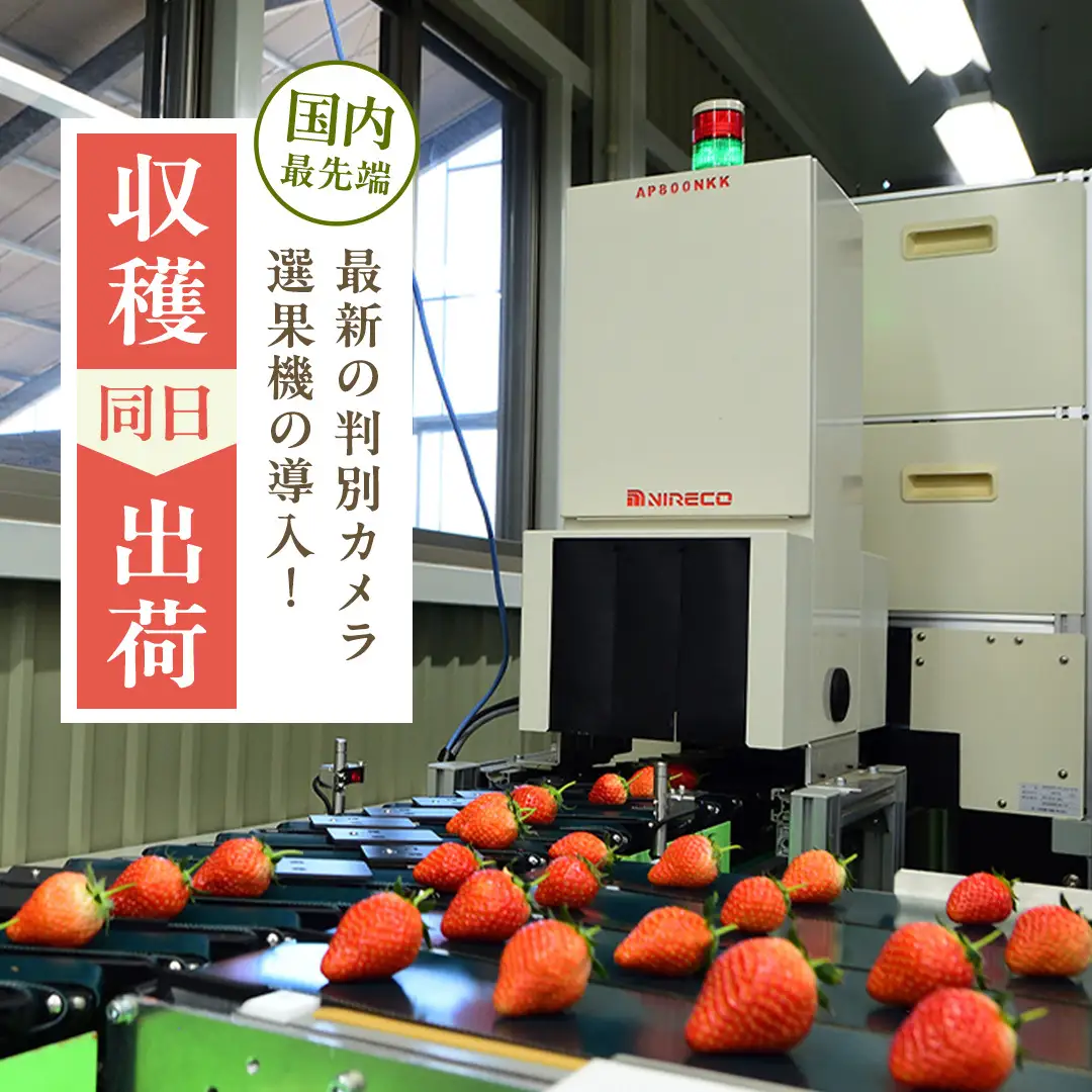 《 2027年 収穫分 》 完熟 やよいひめ 260g×2パック 国産 いちご イチゴ 苺 くだもの 果物 フルーツ 冬 春 旬 [BC026sa]