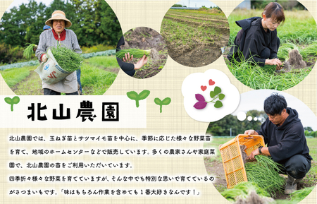 さつまいも 2kg 北山さんちの紅はるかさつまいも