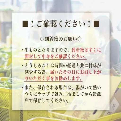 【先行受付】朝どれ!!都城産スイートコーン(味来コーン)5kg 15本以上〔B4-001-6〕_(都城市) 朝どれ とうもろこし スイートコーン 5キロ 約15本以上 産地直送 みずみずしい あまい