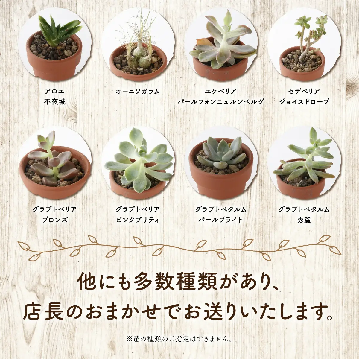 多肉植物の小苗20本（種類）セット