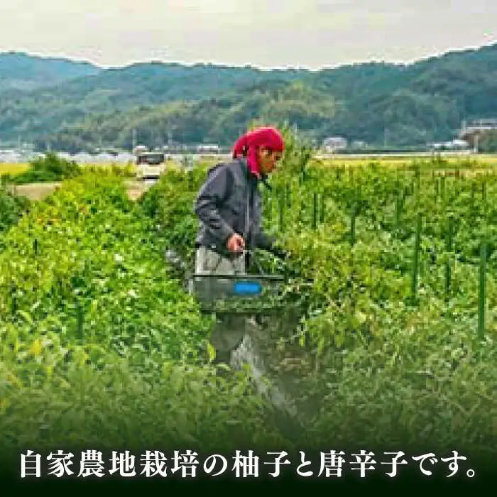糸島産 極上 手造り ゆずこしょう 青 4本 セット 《糸島》 【小林農園】 [AZE001]