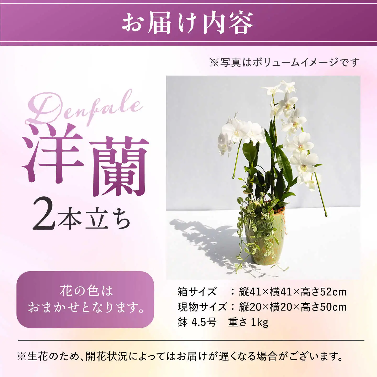 【お中元対象】【30セット 限定 】 デンファレ （ 洋蘭 ） 2本 立ち 《糸島》【和饗エコファーム株式会社】蘭 洋蘭 デンファレ 花 インテリア お祝い 贈り物 [AVI005]