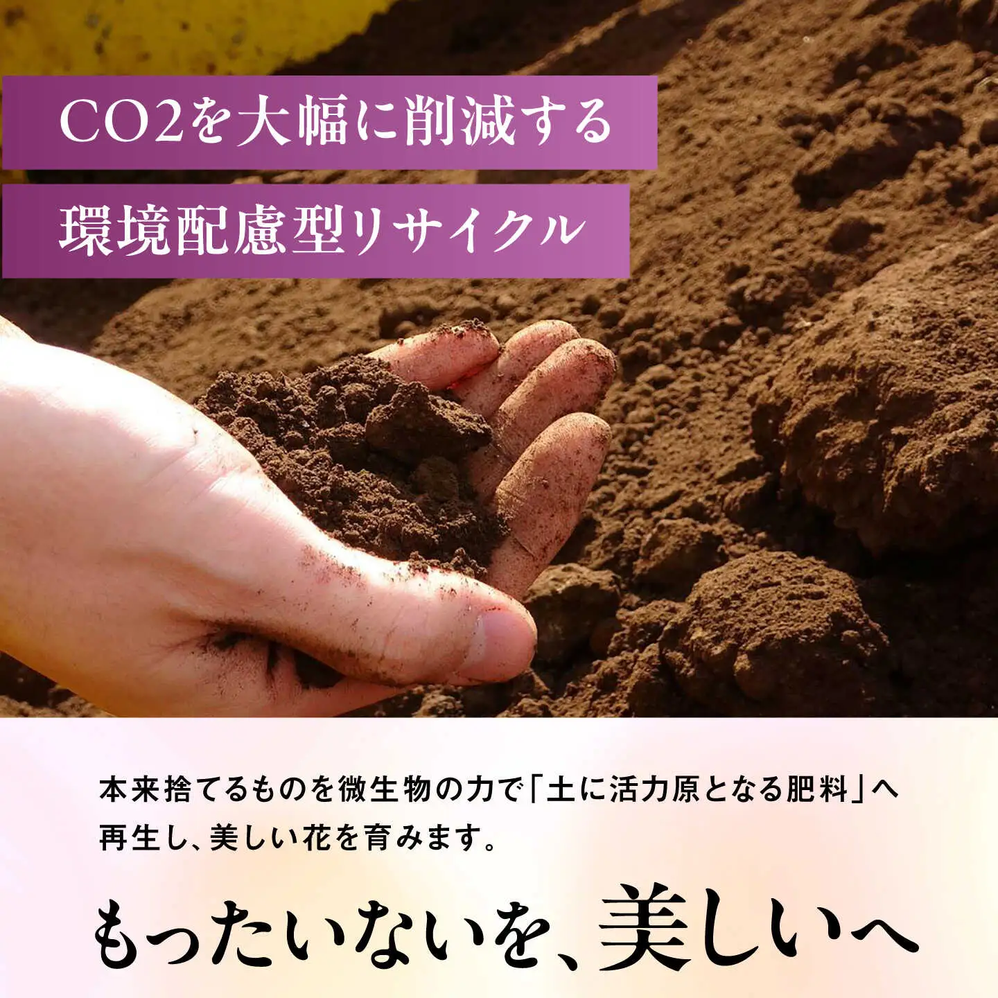 【お中元対象】【30セット 限定 】 デンファレ （ 洋蘭 ） 5本 立ち 《糸島》【和饗エコファーム株式会社】 蘭 洋蘭 デンファレ 花 インテリア お祝い 贈り物 [AVI003]