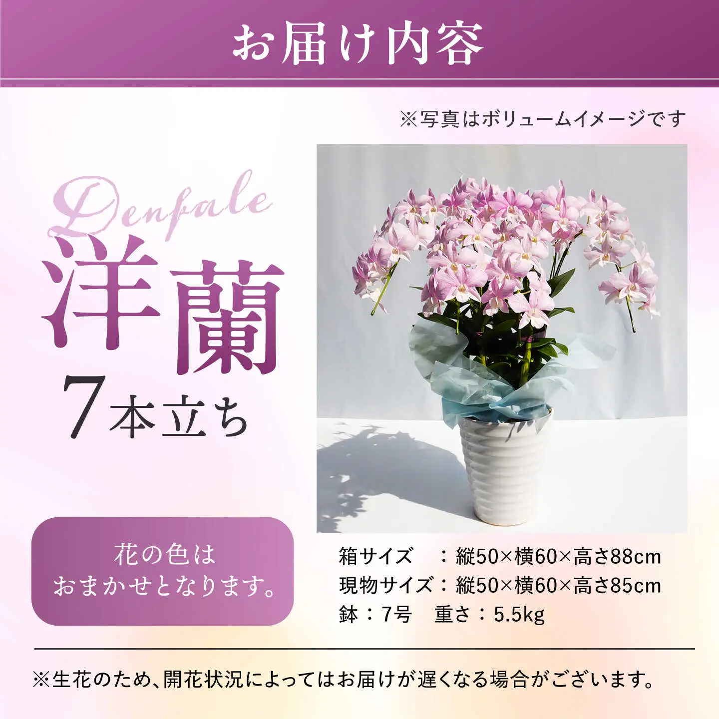 【お中元対象】【10セット 限定 】 デンファレ （ 洋蘭 ） 7本 立ち 《糸島》【和饗エコファーム株式会社】 蘭 洋蘭 デンファレ 花 インテリア お祝い 贈り物 [AVI002]