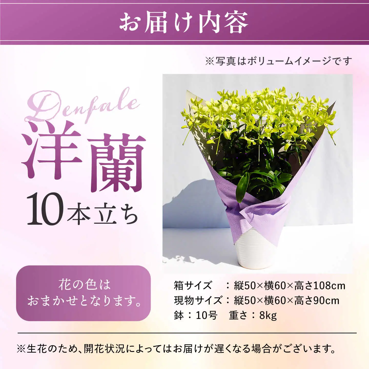【10セット 限定 】 デンファレ （ 洋蘭 ） 10本 立ち 《糸島》【和饗エコファーム株式会社】 蘭 洋蘭 デンファレ 花 インテリア お祝い 贈り物 [AVI001]