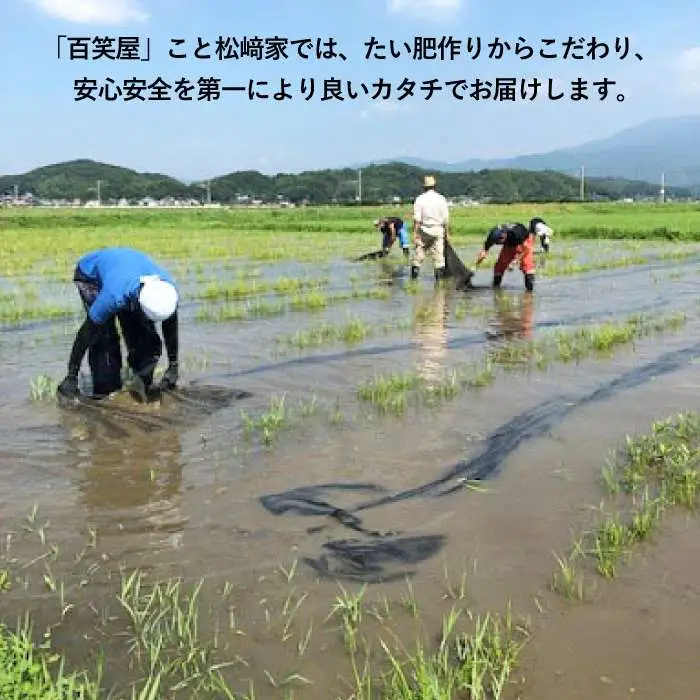 【 栽培期間中農薬不使用 】米 旋風 ヒノヒカリ 5kg 《糸島》【百笑屋】 [ABF003]   米 お米 白米 精米 ひのひかり