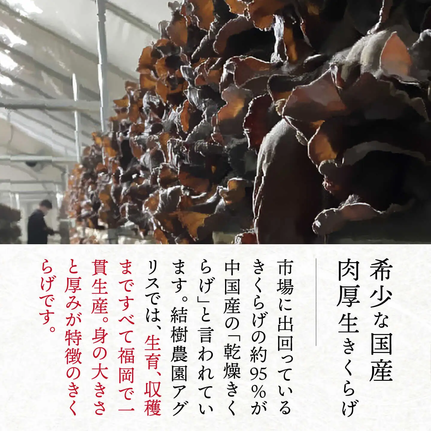 結樹農園 アグリス めんたい きくらげ 300g×3P 《糸島》【結樹農園アグリス】きくらげ/国産/明太/明太子 [AAJ002]