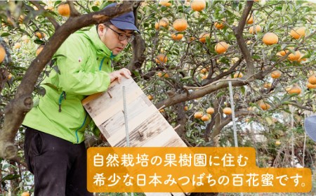 【先行受付】福岡県 糸島産 わかまつ 果樹園 の 日本 蜜蜂 の はちみつ 100％ PURE RAW  【2026年11月以降、順次発送予定】《糸島》【わかまつ農園】[AHB009]