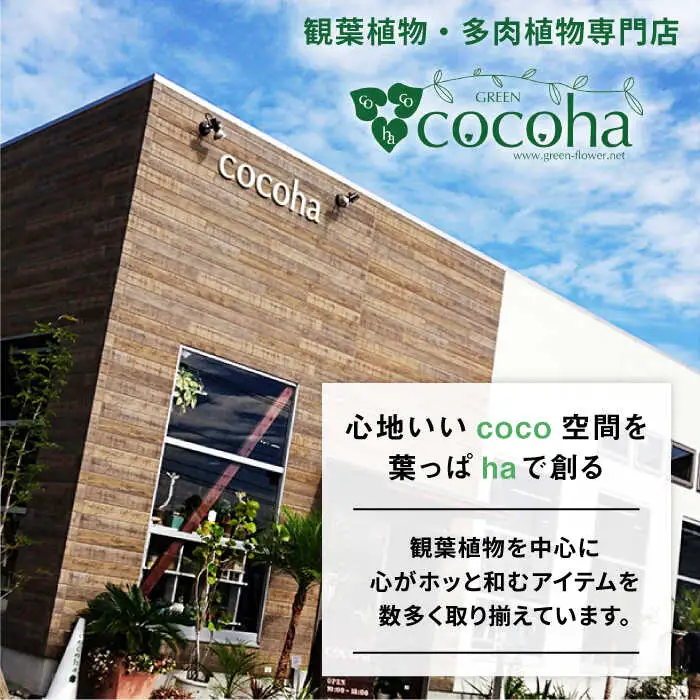 サンセベリア ・ ゴールデン ハニー 糸島市 / cocoha [AWB007] 観葉植物 グリーン インテリア