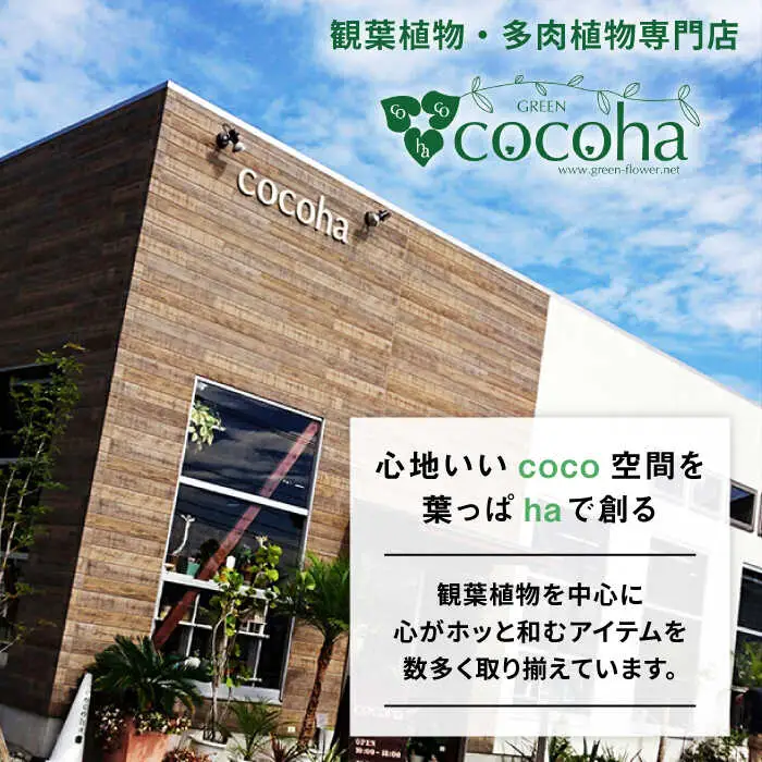 テーブル ヤシ  糸島市 / cocoha[AWB009] 観葉植物 グリーン インテリア