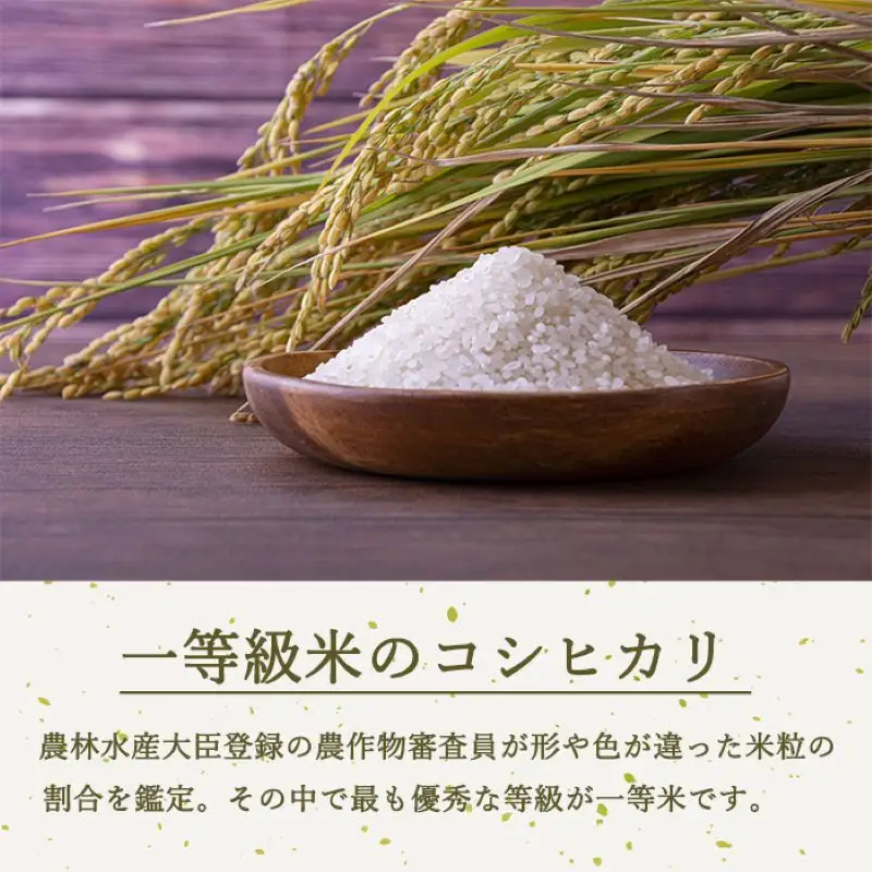 コシヒカリ 定期便 6ヶ月 無洗米 2kg 令和8年産 コシヒカリ
