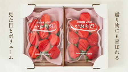 《 2027年 収穫分 》 完熟 かおり野 260g×4パック KEK 国産 いちご イチゴ 苺 くだもの 果物 フルーツ 冬 春 旬 [BC032sa]
