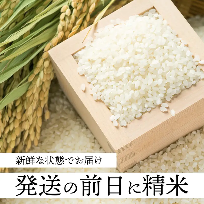 【令和7年度産】 コシヒカリ 5kg 精米 白米 こしひかり お米