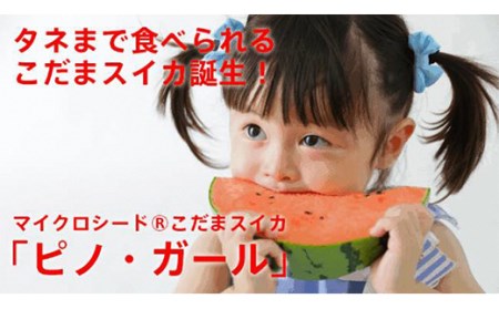 【2027年先行予約】タネまで食べれる小玉スイカ！【スイカの名産地より朝採り】ピノ・ガール スイカ すいか 西瓜 デザート フルーツ 果物 くだもの 果実 食品 山形県 FSY-0119