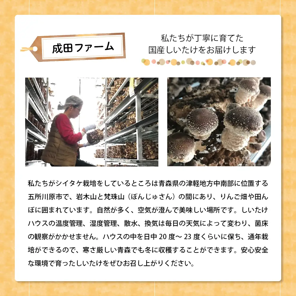 しいたけ 2kg 国産 肉厚 青森 きのこ
