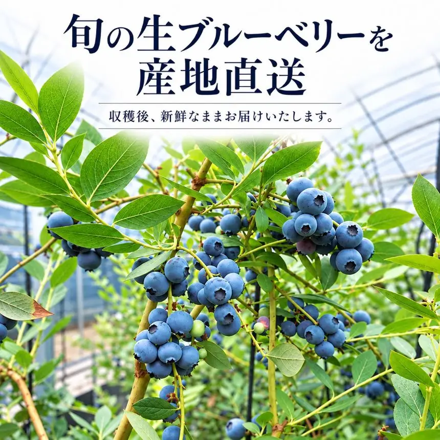 【2027年先行予約】採れたて！大粒 生ブルーベリー 400g (100g×4) ※2027年5月上旬～7月下旬頃に順次発送
