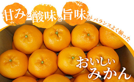 みかん はるみ A品 ちょいきず フルーツ 柑橘 みかん