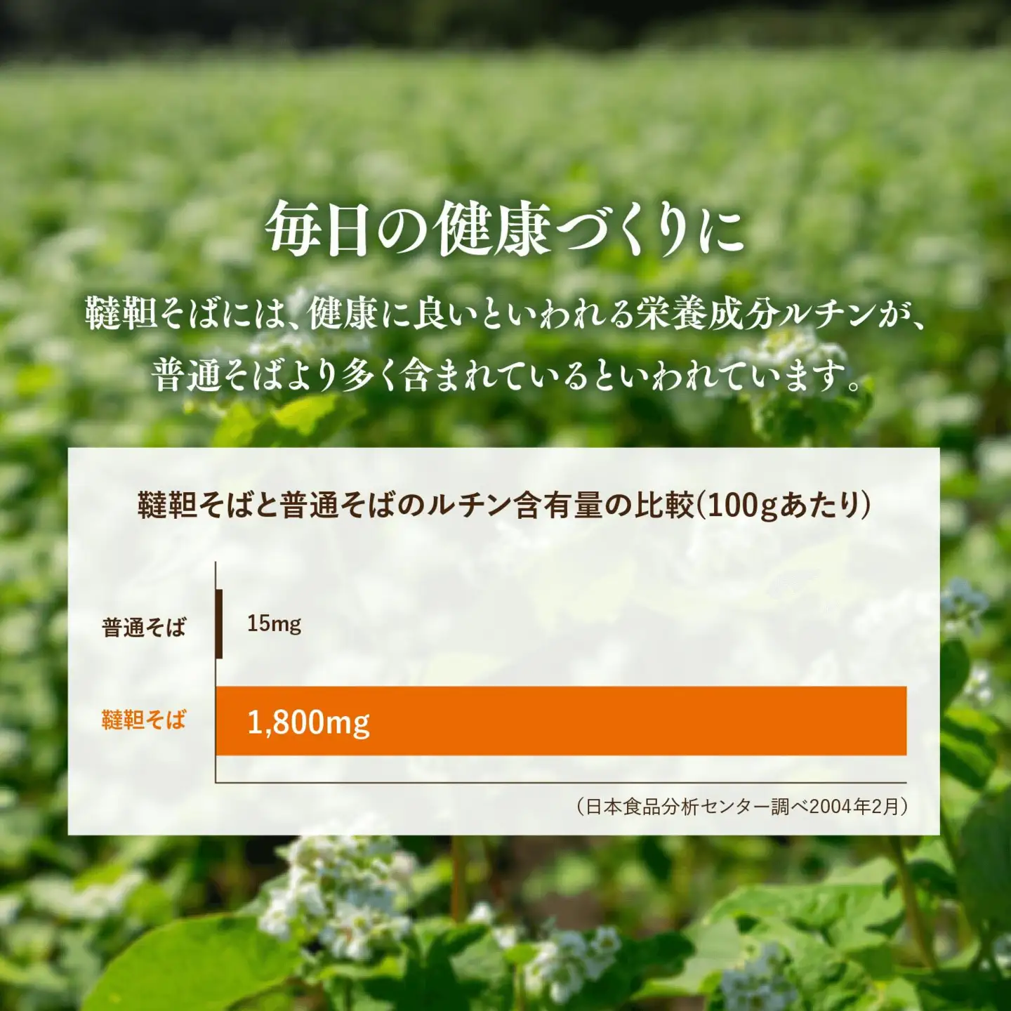 豊後高田産だったんそば茶500g | そば茶