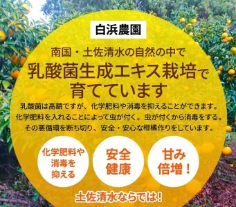 令和9年1月発送予定 ＜訳あり＞ぽんかん  3.5kg 高糖度 みかん 柑橘 甘い ジューシー 完熟 フルーツ 果物 ビタミンC 旬 M～2Lサイズ 減農薬 乳酸菌生成液 産直 季節限定 家庭用【R01342】