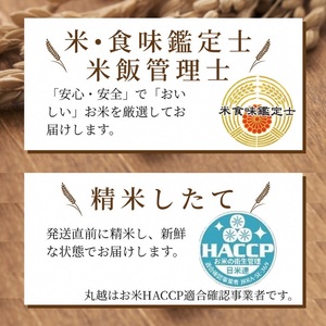 京都丹波産こしひかり 10kg（5kg×2）精米 白米
