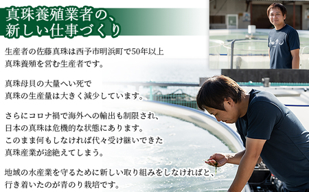 ＜打ち抜き海水で育てた「すじ青のり」（原藻3g×5パック）＞ 甲殻類アレルギーフリー 色づけ 香りづけ お好み焼き たこ焼き 焼きそば 天ぷら おはぎ ピザ 佐藤真珠 愛媛県 西予市【常温】『最短10営業日以内に順次発送予定』ASS0001