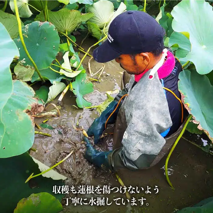 【2026年9月～発送】洗いれんこん 約2kg（500g×4袋）/ れんこん [IAS003]