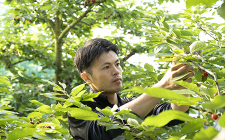 《先行予約》2027年 山形県産 令和9年産 さくらんぼ 紅秀峰 バラ詰1kg 秀 L~2L F20A-922