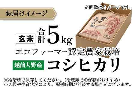 【令和7年産】【有機栽培】越前大野産 エコファーマー認定農家栽培 こしひかり5kg（玄米）[A-001036]