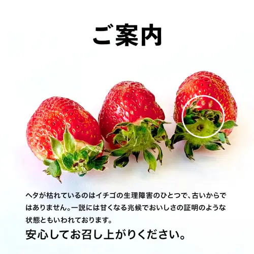いちご 食べ比べ 4パック 【1月中旬から発送】いちご AJ002ya